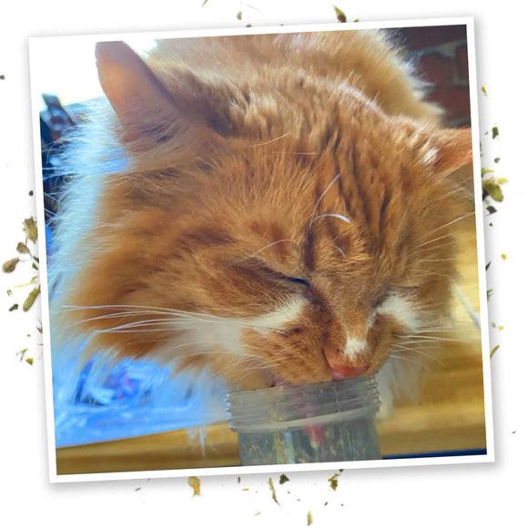 Meowijuana Kalico Kush Catnip & Valerian Root Blend Catnip (0.917 oz)