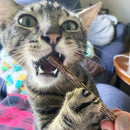Meowijuana Silvervine Sticks for Cats