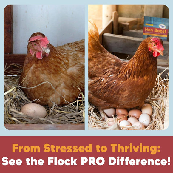 Flock Pro Hen Boost Probiotics & Digestive Enzymes