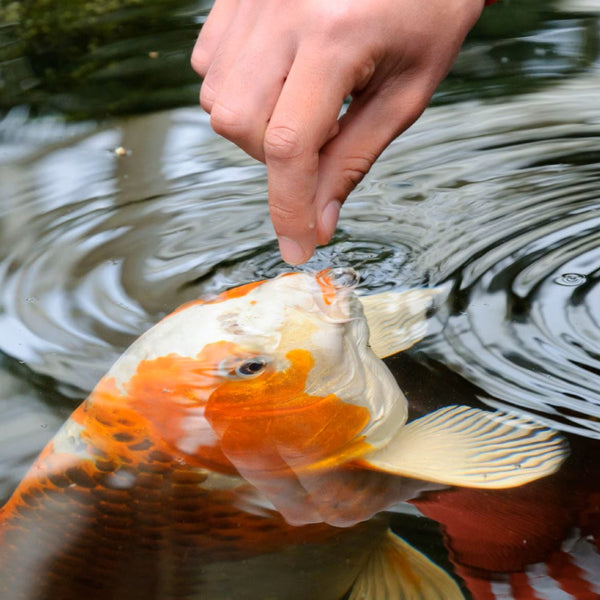 Tetra Pond Sticks Fish Food for Koi and Goldfish