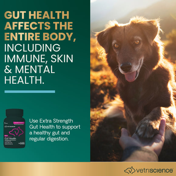 Extra Strength Gut Health Capsules for Dogs