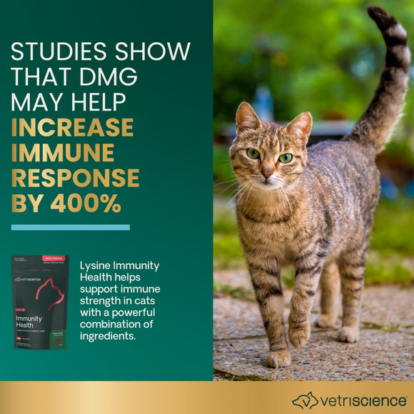 Lysine Immunity Health Chews for Cats