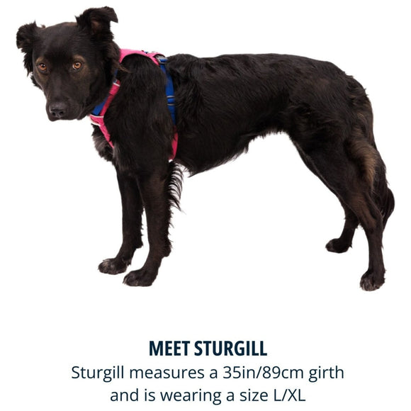 Ruffwear Hi & Light Dog Harness