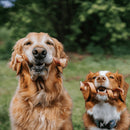 Fieldcrest Farms Nothin' to Hide Collagen & Bully Spirals Treats For Dog