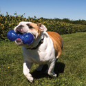 Kong Squeezz Dumbbell Toy For Dog-Small (color varies)