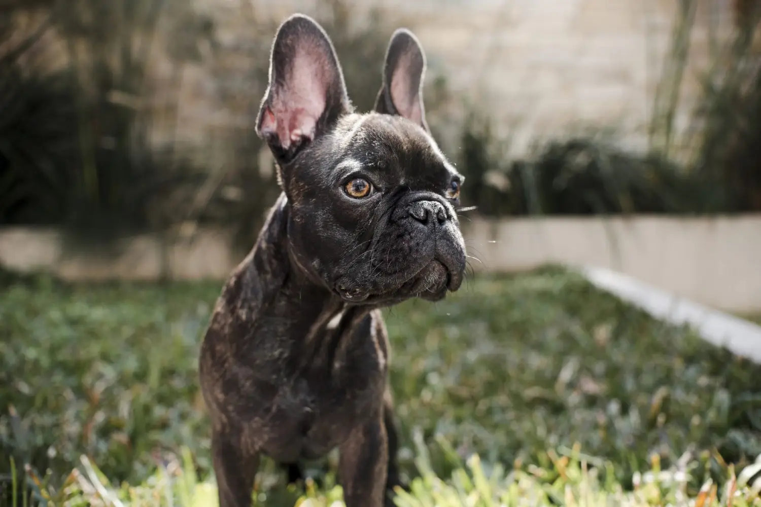 8 Heat-Sensitive Dog Breeds That Need Protection This Summer
