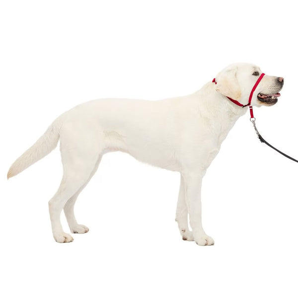 PetSafe Gentle Leader Headcollar for Dogs, Red large