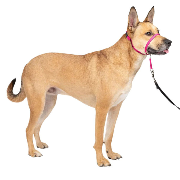 PetSafe Gentle Leader Headcollar for Dogs, Raspberry medium