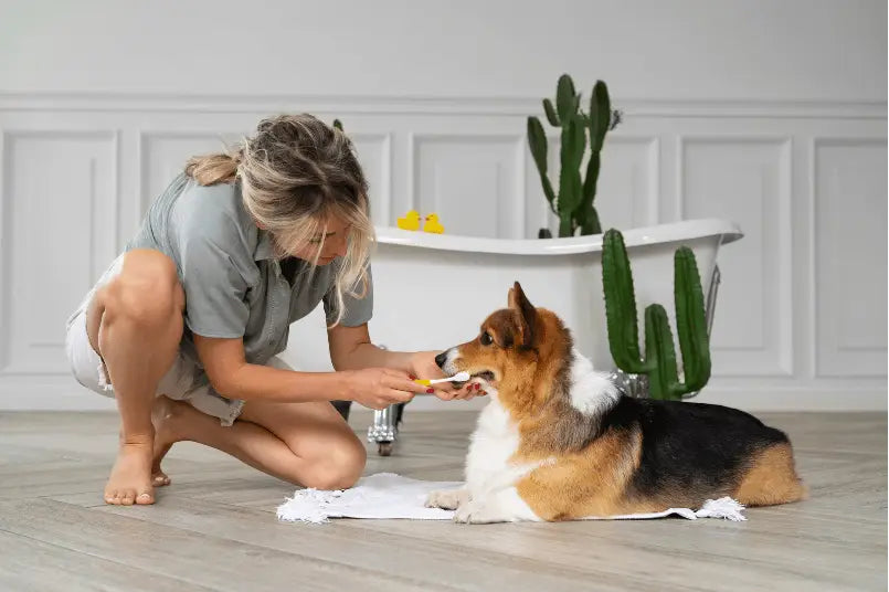 Dog and cat supplies for Take Your Pet to Work Week 2026 office preparation