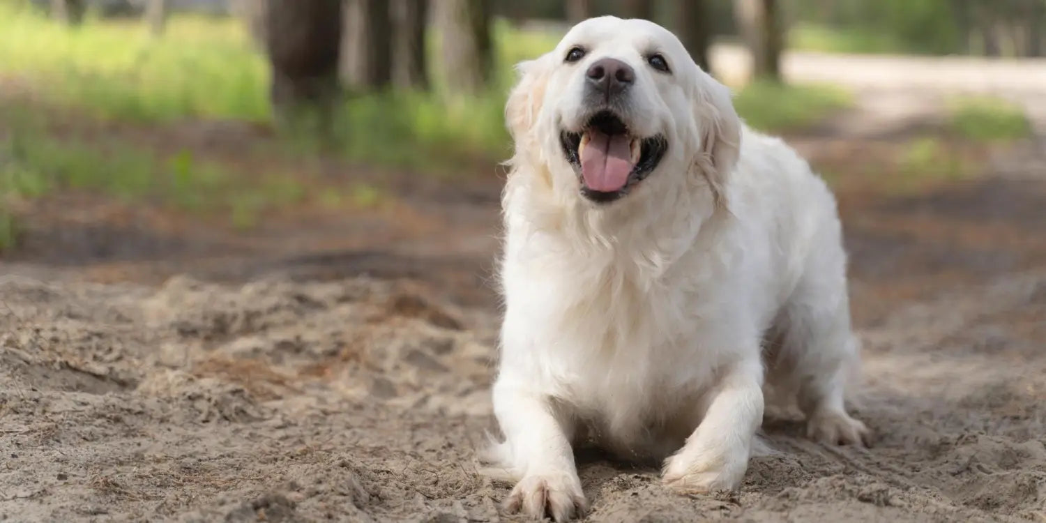 8 Heat-Sensitive Dog Breeds That Need Protection This Summer