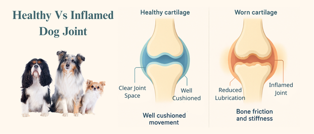 Why Joint Health Matters So Much for Dogs