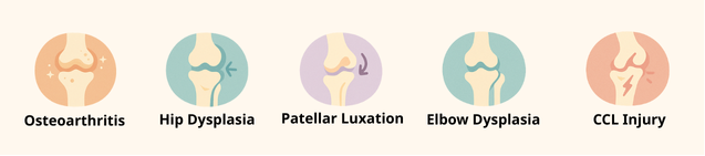 Common Joint Problems in Dogs