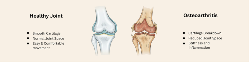 Understanding Osteoarthritis in Dogs: A Complete Guide for Pet Parents