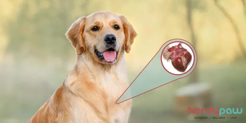 The Ultimate Guide to Flea Tick & Heartworm Prevention for Pets