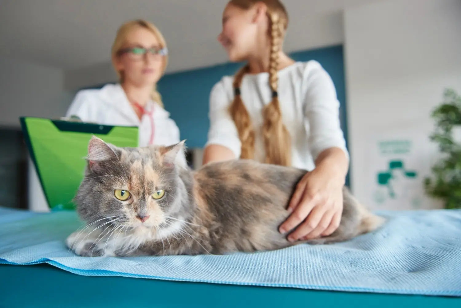 Cat Kidney Health: Early Signs Causes Treatment and Prevention Guide