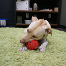 Dog playing with HuggleHounds Sweet Cheeks