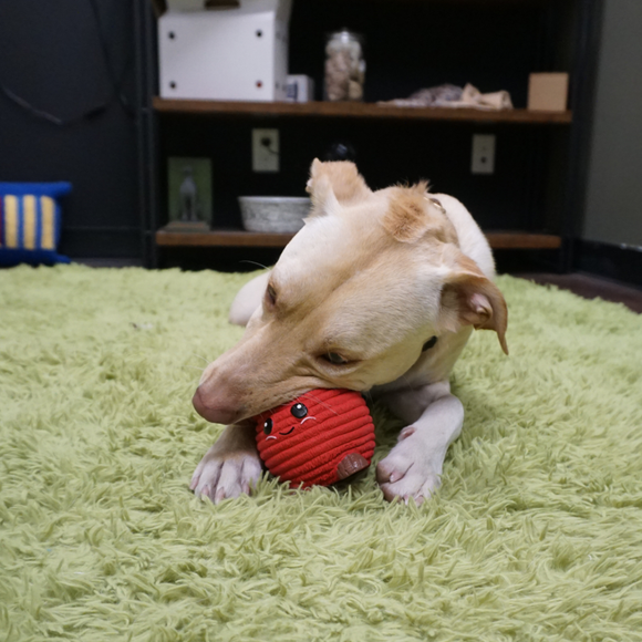 Dog playing with HuggleHounds Sweet Cheeks