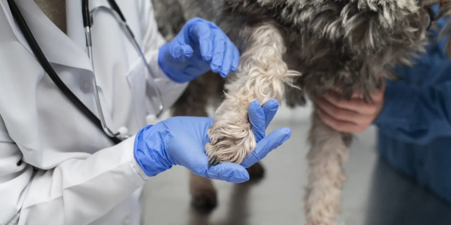 Harms Of Frequent Scratching in Dogs