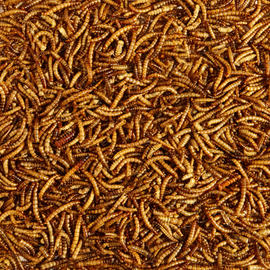 Kaytee Mealworms