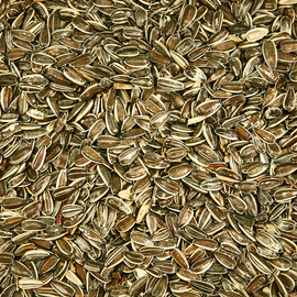 Premium Sunflower Seeds