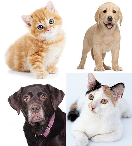 Kin kind Frontline plus Tick spray Flea bites Wondercide Tick prevention For dogs Hartz ultraguard Flea treatment Animal Flea spray Flea prevention Lyme disease For cats