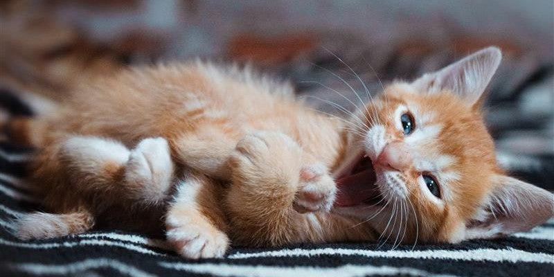 The Only Cat Care Guide for First-Time Cat Parents