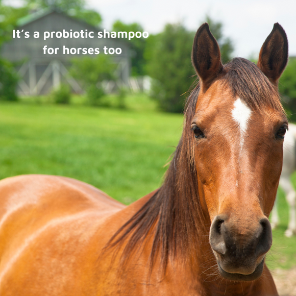LUCAA+ Pet Probiotic Anti-Itch Shampoo for Sensitive Skin for Dogs, Cats & Horses
