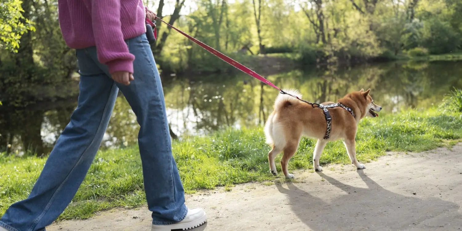 owner walking their dog