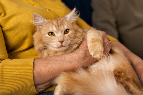 Arthritis in Cats: Early Signs Causes and Ways to Improve Comfort