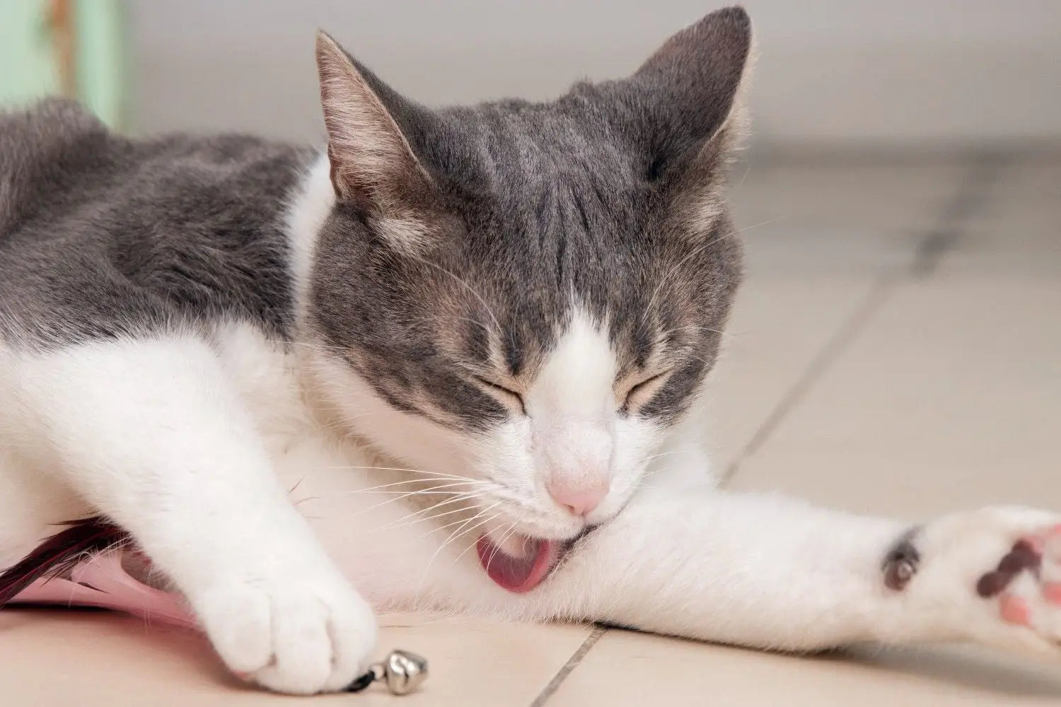 Cat Joint Health: A Complete Guide for Caring Cat Parents