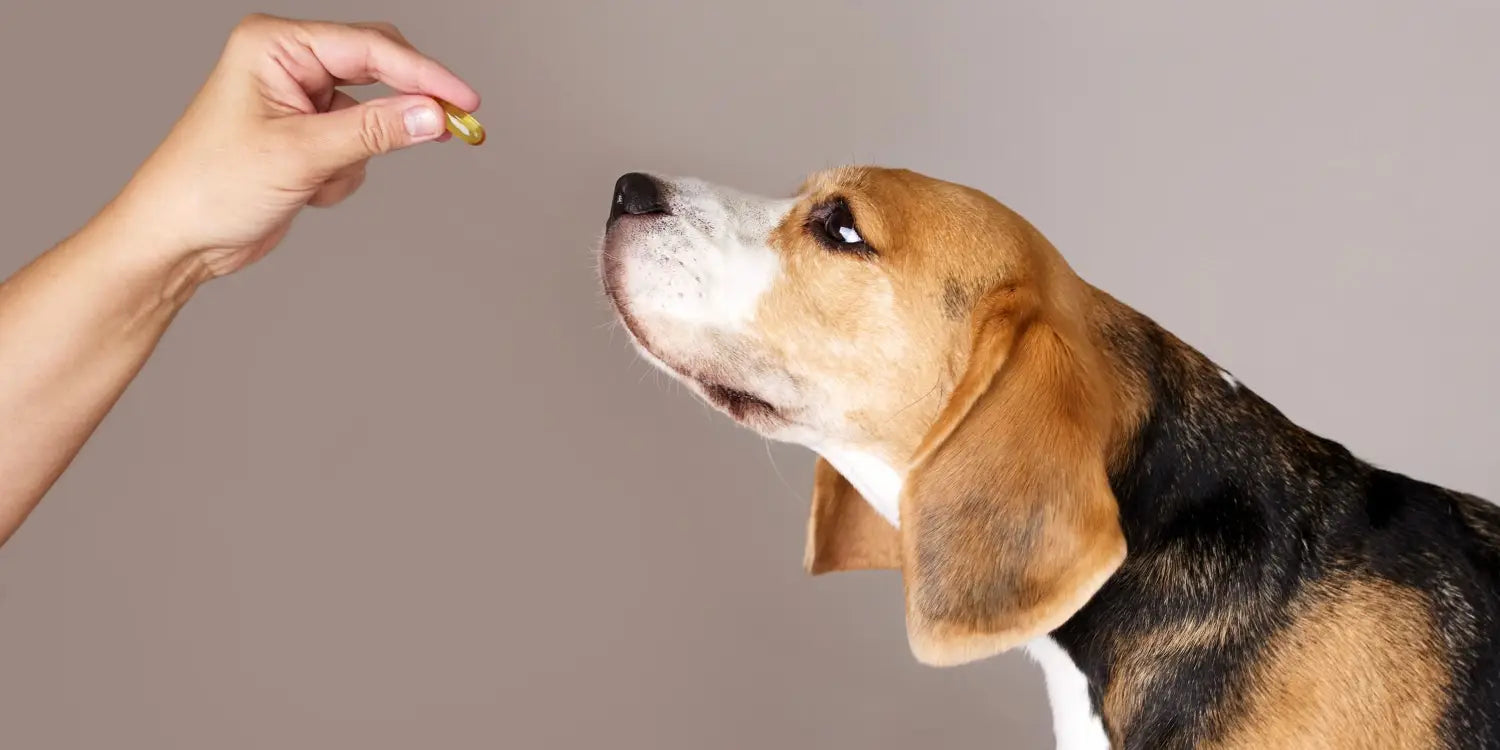 dog waiting to get medication