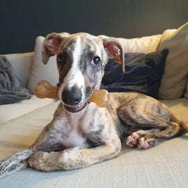 Nylabone Just for Puppies Teething Chew Classic Bone, Chicken Flavor, Medium Wolf