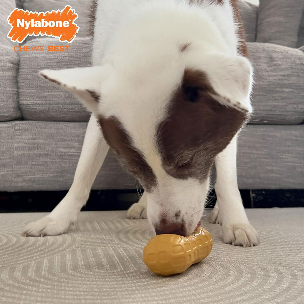 Nylabone Strong Rubber Allergen-Free Peanut Butter Flavor Tough Dog Treat Toy