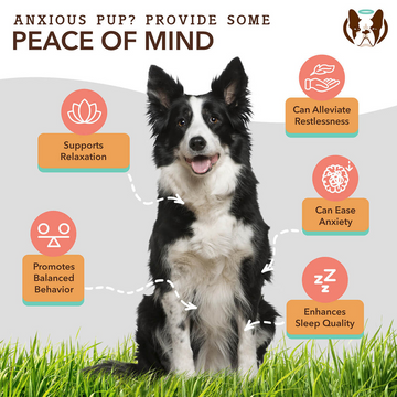 Natural Dog Company Calming Soft Chews for Dogs (90 Chews) - 0