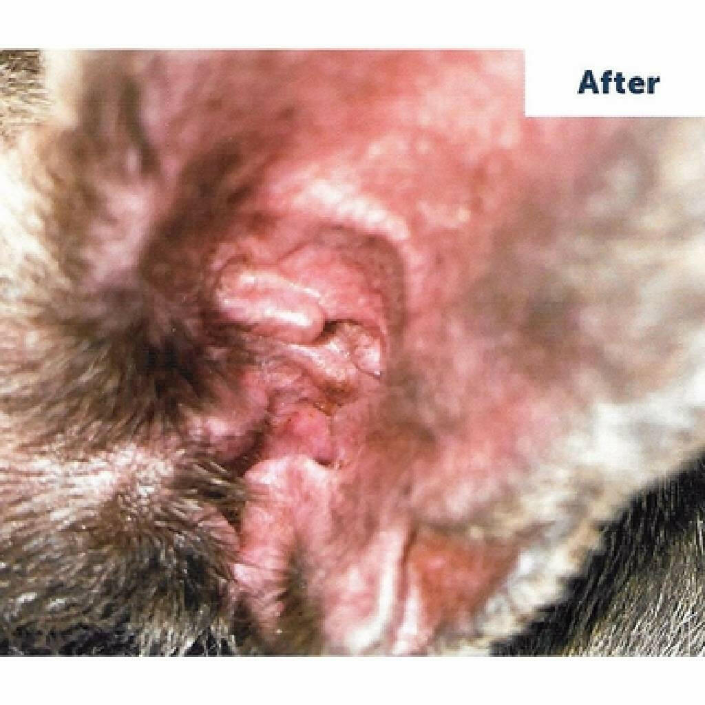 after using vetericyn plus vf