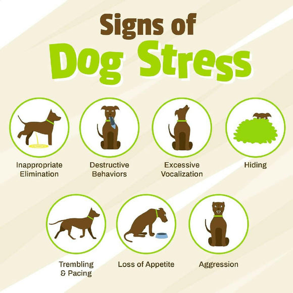 Pet Naturals BusyButter Calming Peanut Butter for Dogs (1.5 oz x 6 pouches)