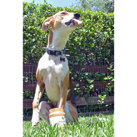 Green Coast Pet Pawnut Butter with Pumpkin Dog (1 lb)