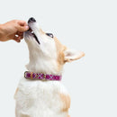 Green Coast Pet Pill-A-Pet Bacon Flavor Pill Wrap with Probiotics for Dogs (4.2 oz)