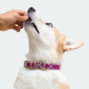 Green Coast Pet Pill-A-Pet Cheese Flavor Pill Wrap with Probiotics for Dogs (4.2 oz)