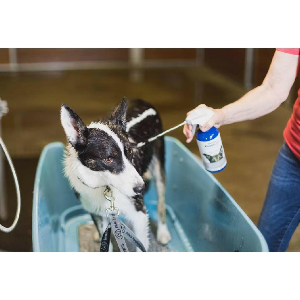 medicated dog shampoo for itching