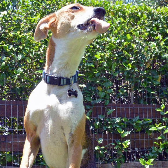 Green Coast Pet Pawnut Butter with Real Honey for Dogs (1 lb)