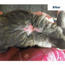 after using vetericyn plus antimicrobial hydrogel