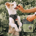 Jiminy's Cricket Sweet Potato & Peas Chewy Training Treats For Dogs (6 oz)