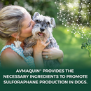 Nutramax Avmaquin Sulforaphane Chewable Tablets for Dogs promotes sulforaphane in dogs