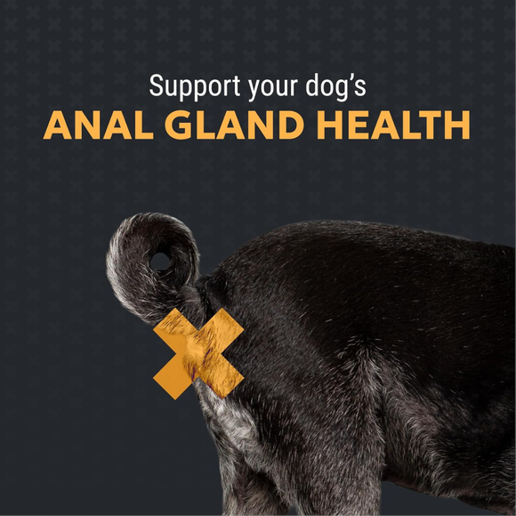 Nutramax Filaquin Anal Gland Supplement Soft Chews for Dogs - Support Anal Gland Health