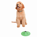 Dog Playing with Stashios Soothing Saucer Licking Dog Toy with Treat Dispenser 