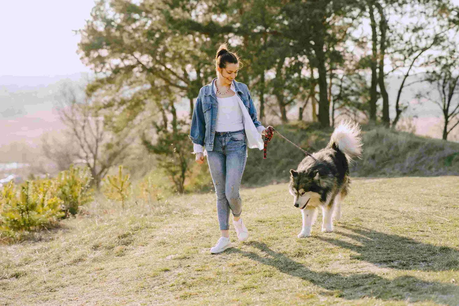 Top 5 Dog Arthritis Medicines for Pain Relief & Improved Mobility