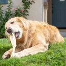 Barking Buddha Peanut Butter Cow Ears Dog Chew