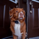 PetSafe Audible Bark Collar with Soundburst Technology