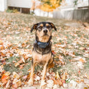 PetSafe Audible Bark Collar with Soundburst Technology